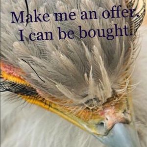 I’m selling everything!!! Make me an offer!